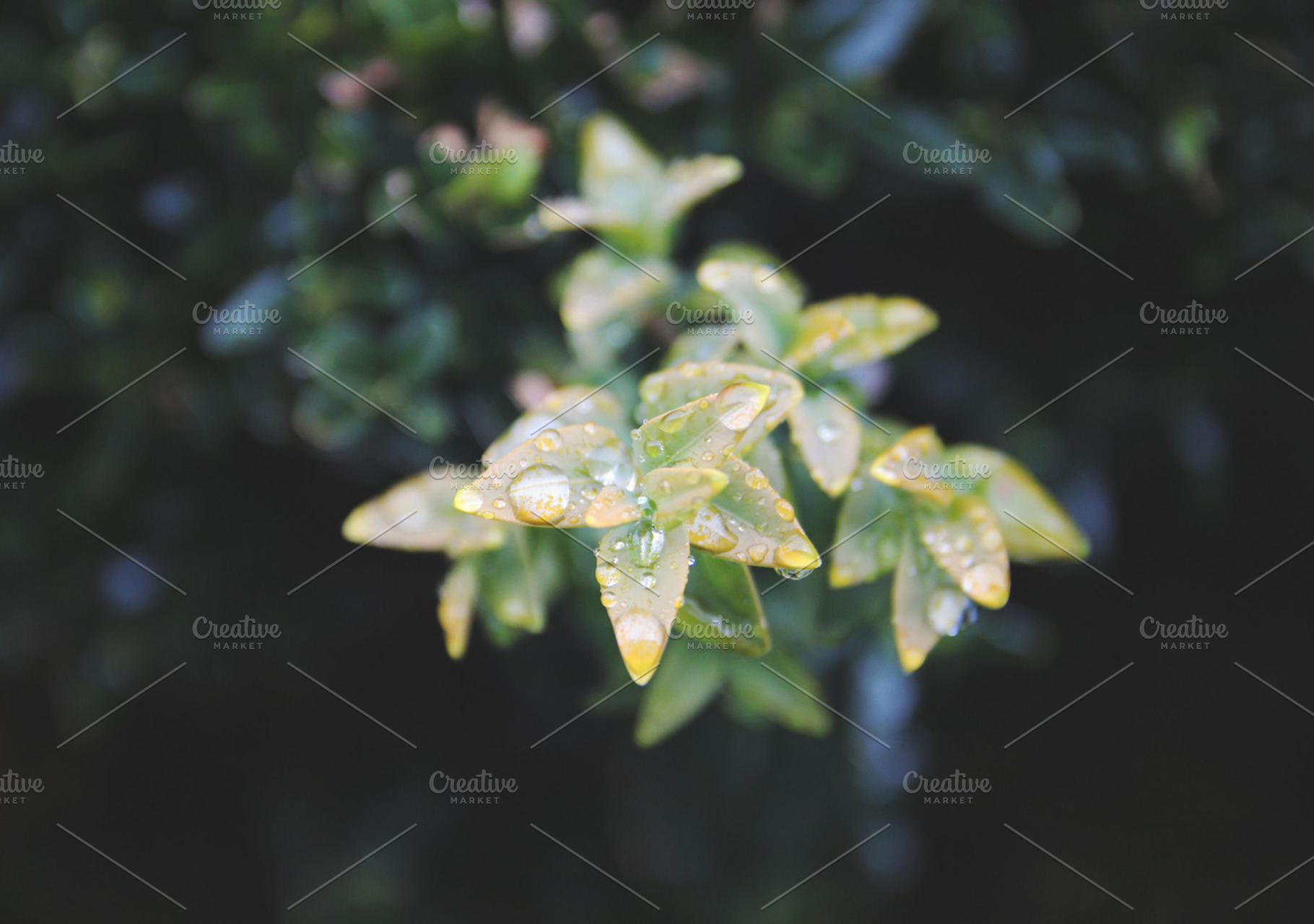 After The Winter Rain