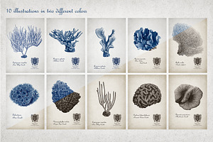 Coral Reef Scientific Illustrations