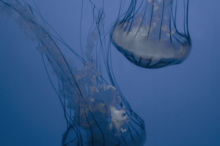 Jellyfish floating in the deep ocean, an Animal Photo by GoodGoods