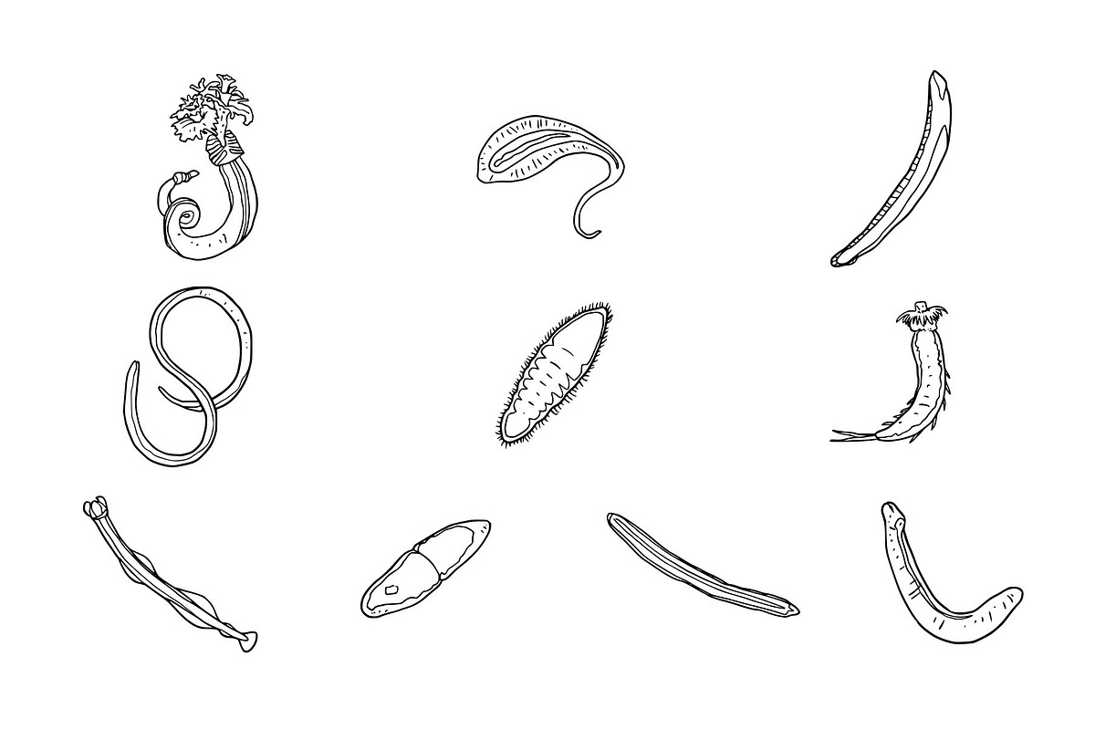 Breeds Worm Hand-Drawn Vol. 2, an Animal Illustration by SLAB! Design (Photo 3 of 3)