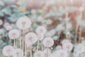 White dandelions stock photo containing beauty and flora