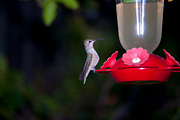 Hummingbird Stock Bundle, an Animal Photo by r.r.palacios (Thumbnail 4 of 7)