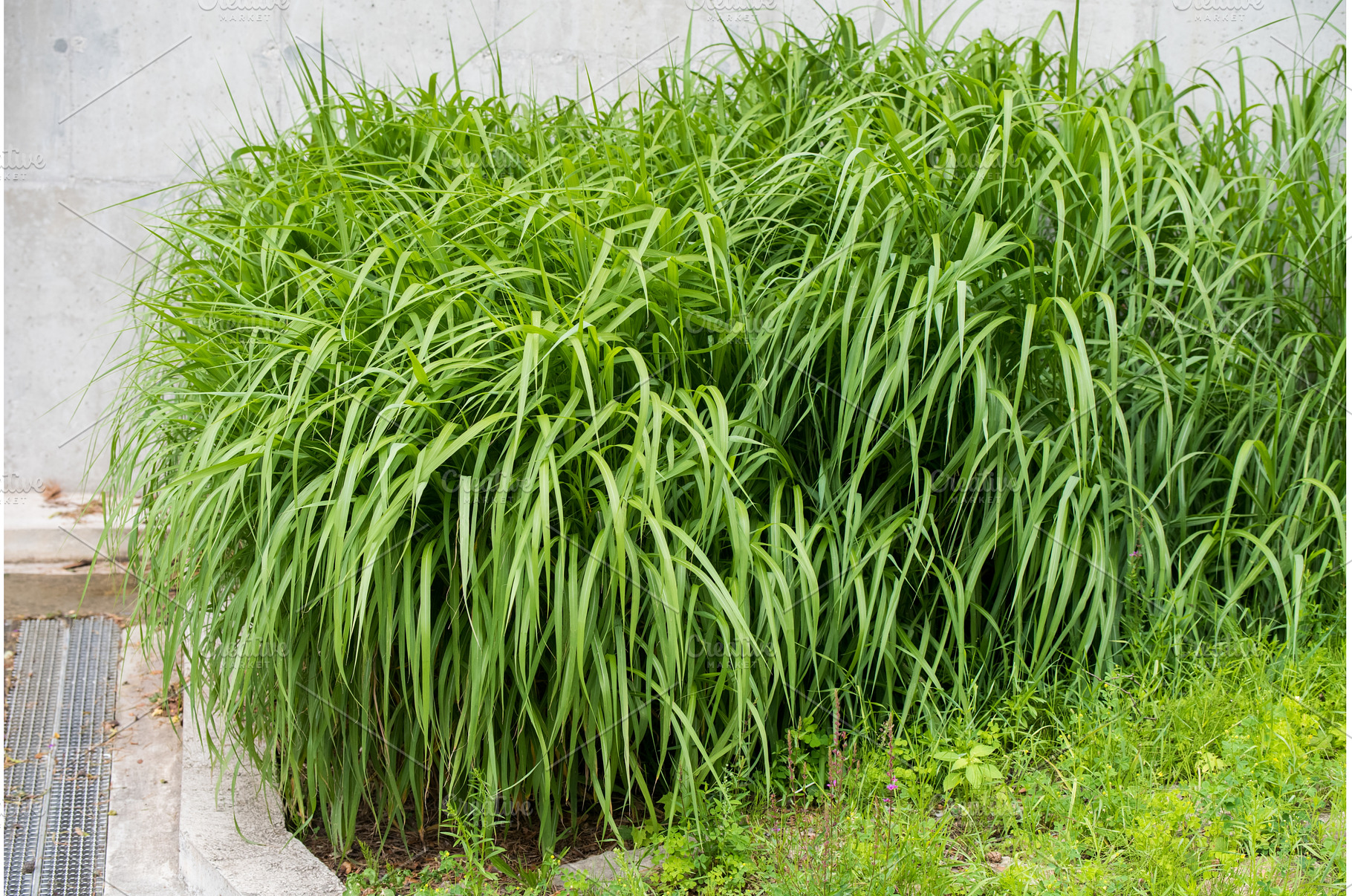 Tall green grass close up. Green, a Nature Photo by COLORFUL