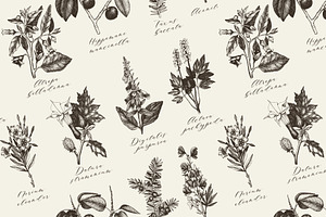 10 Most Poisonous Plants. Vector Set