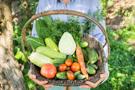 The farmer stands in the garden and holds a wooden basket with homemade vegetab, a Food & Drink Photo by Artsaba Family
