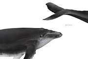Watercolor Whales. Ocean animals set, an Animal Illustration by Diana Askarova Art (Thumbnail 6 of 7)
