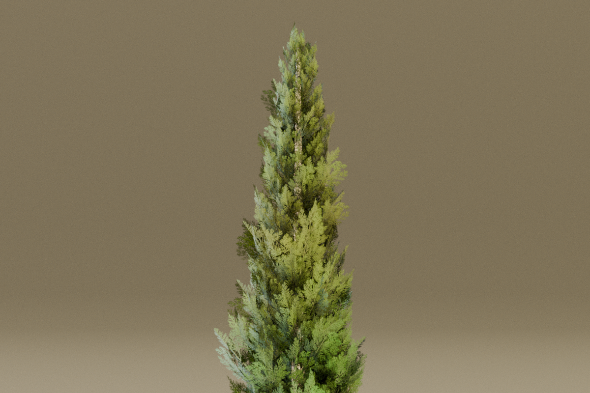 The Cypress Tree, a Plants & Tree 3D Model by FuturePastCreatives (Photo 3 of 4)