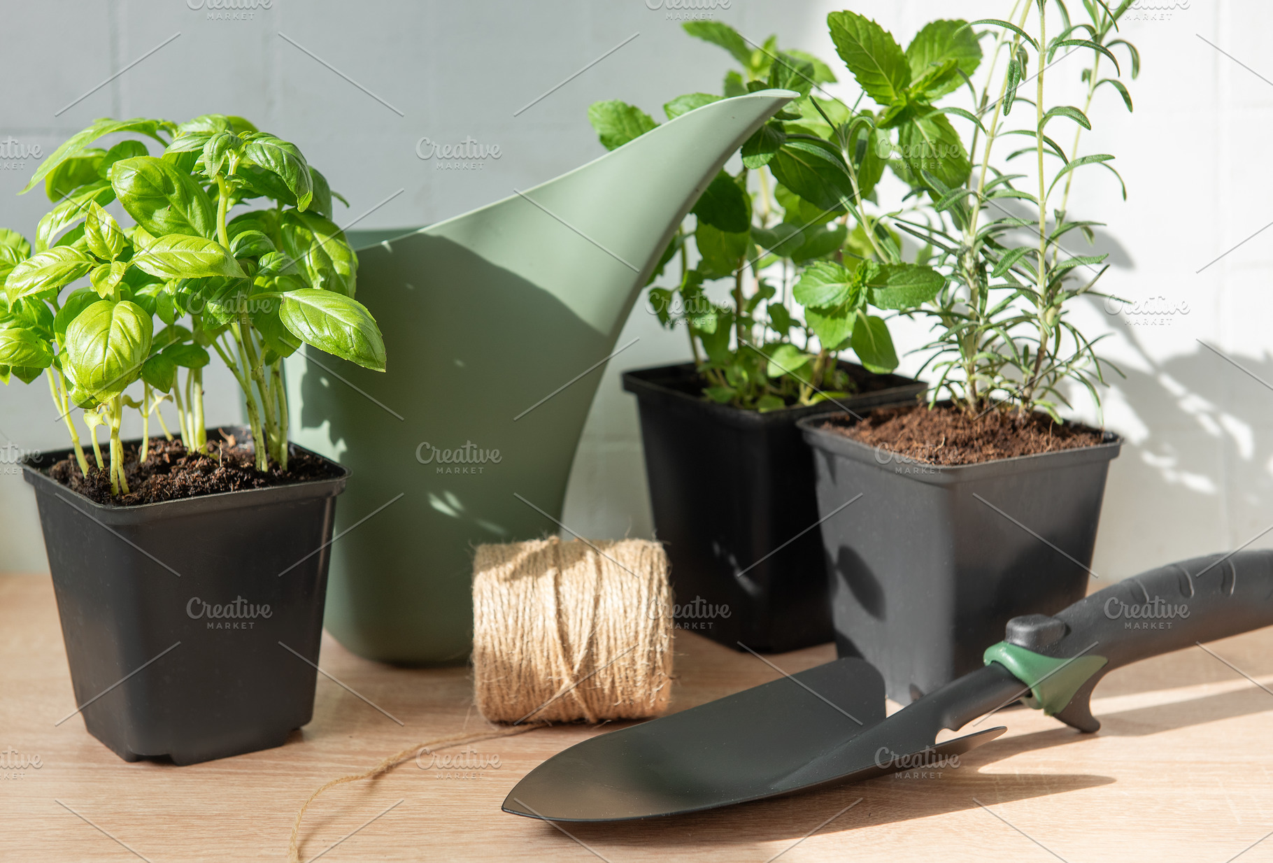 Growing fresh herbs for urban gardening and cooking, a Nature Photo by Olena Rudo