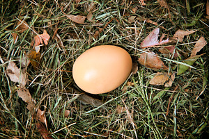 Nest Egg, a Nature Photo by THP Creative