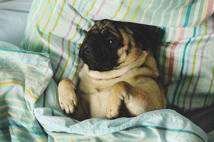 Sleepy pug lying in bed