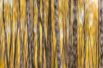 Autumn birch forest with sunshine., a Nature Photo by Eugene_Photo