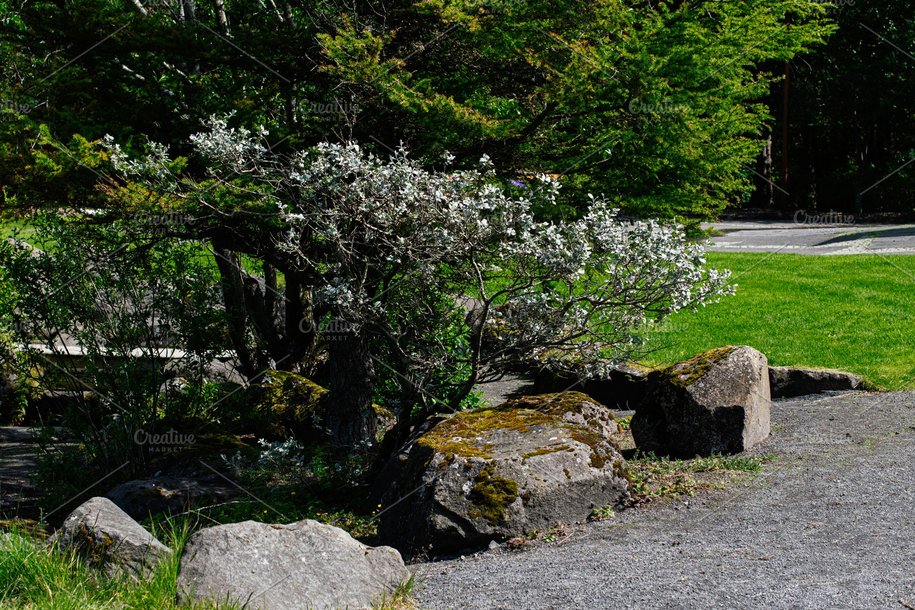 Tranquil outdoor scene with tree, rocks, and greenery in Reykjavik, Iceland, a Photo by AS photostudio