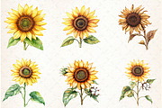 Watercolor Sunflowers Clipart, an Illustration by Libby Wishes (Thumbnail 4 of 7)