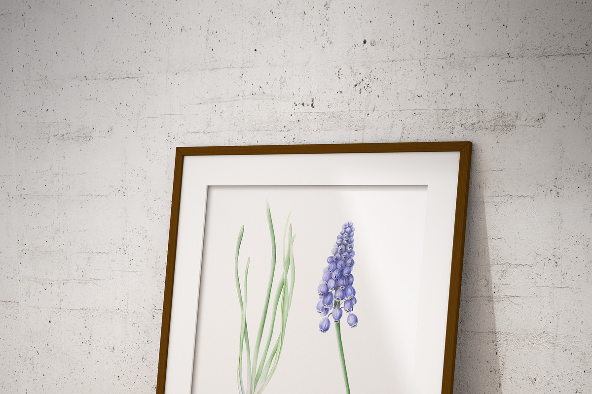 Botanical Muscari Set, an Illustration by Olga Koelsch (Photo 6 of 9)