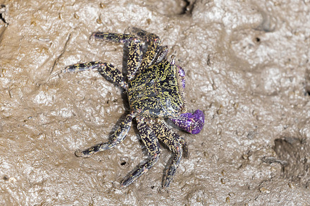 Rock crab - Metopograpsus frontalis latifrons, a Background Photo by Smith Chetanachan