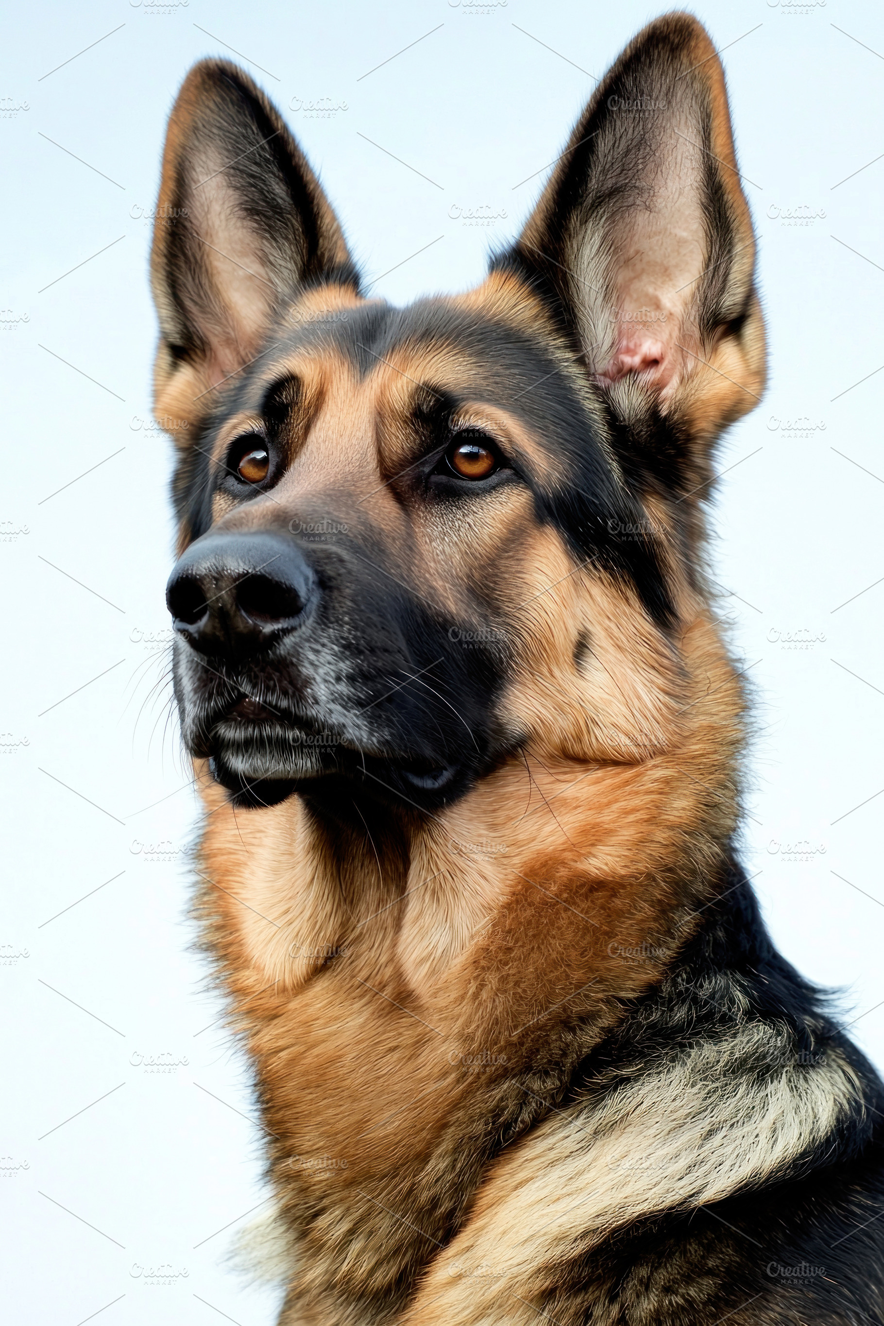 Closeup portrait of a german shepherd dog with focused expressio, an Animal Photo by José Manuel Gelpi