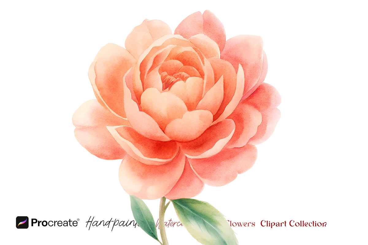 Watercolor Peony Flowers Clipart, an Object Illustration by crafty (Photo 6 of 10)