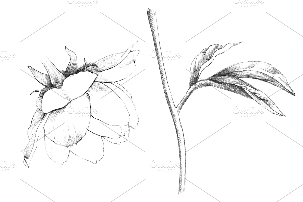 Hand Sketched Peonies, an Object Graphic by VictoriaKStudio (Photo 6 of 9)