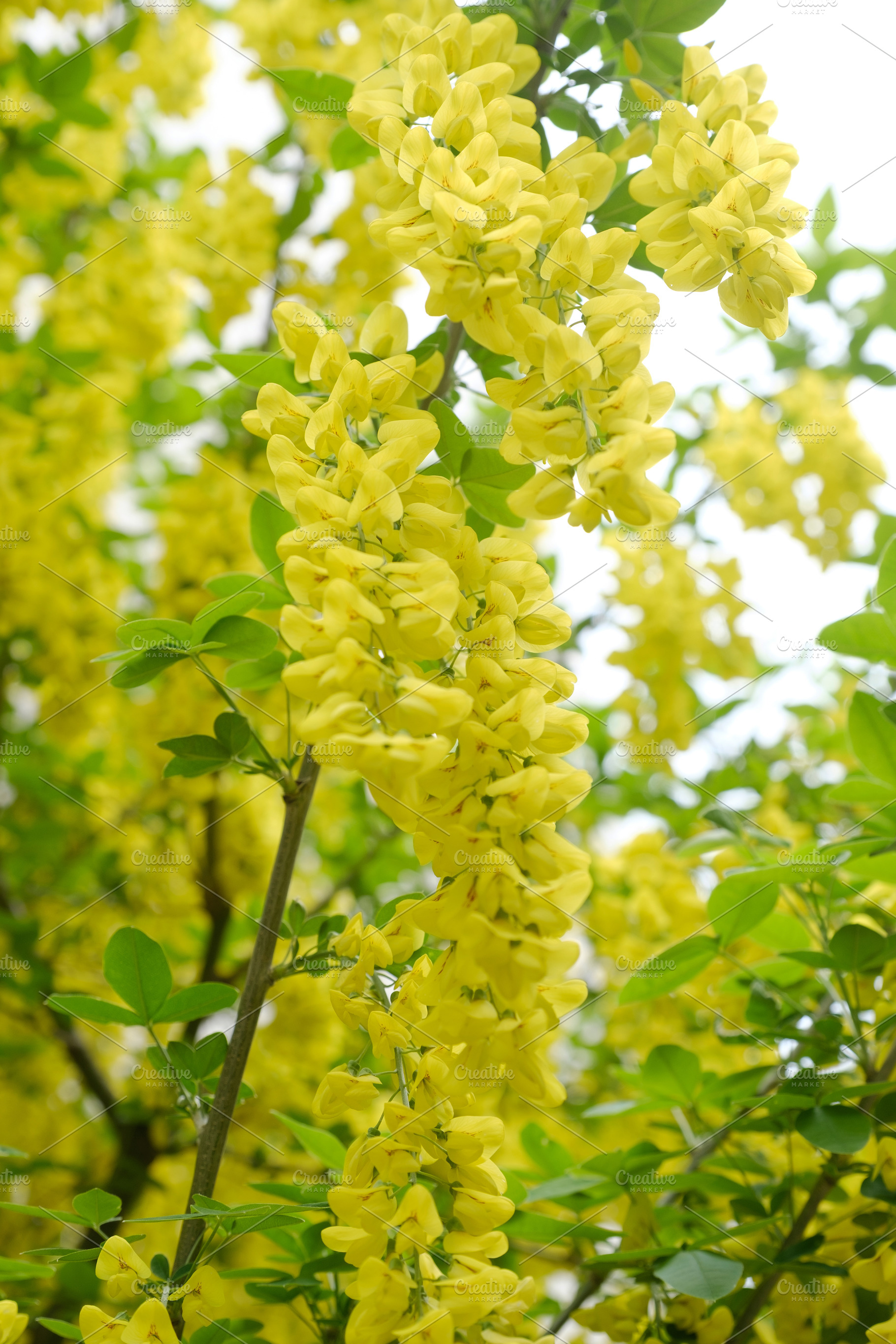 Long yellow laburnum flower cluster hanging on a tree branch. Beautiful golden, a Nature Photo by Rohan Photography
