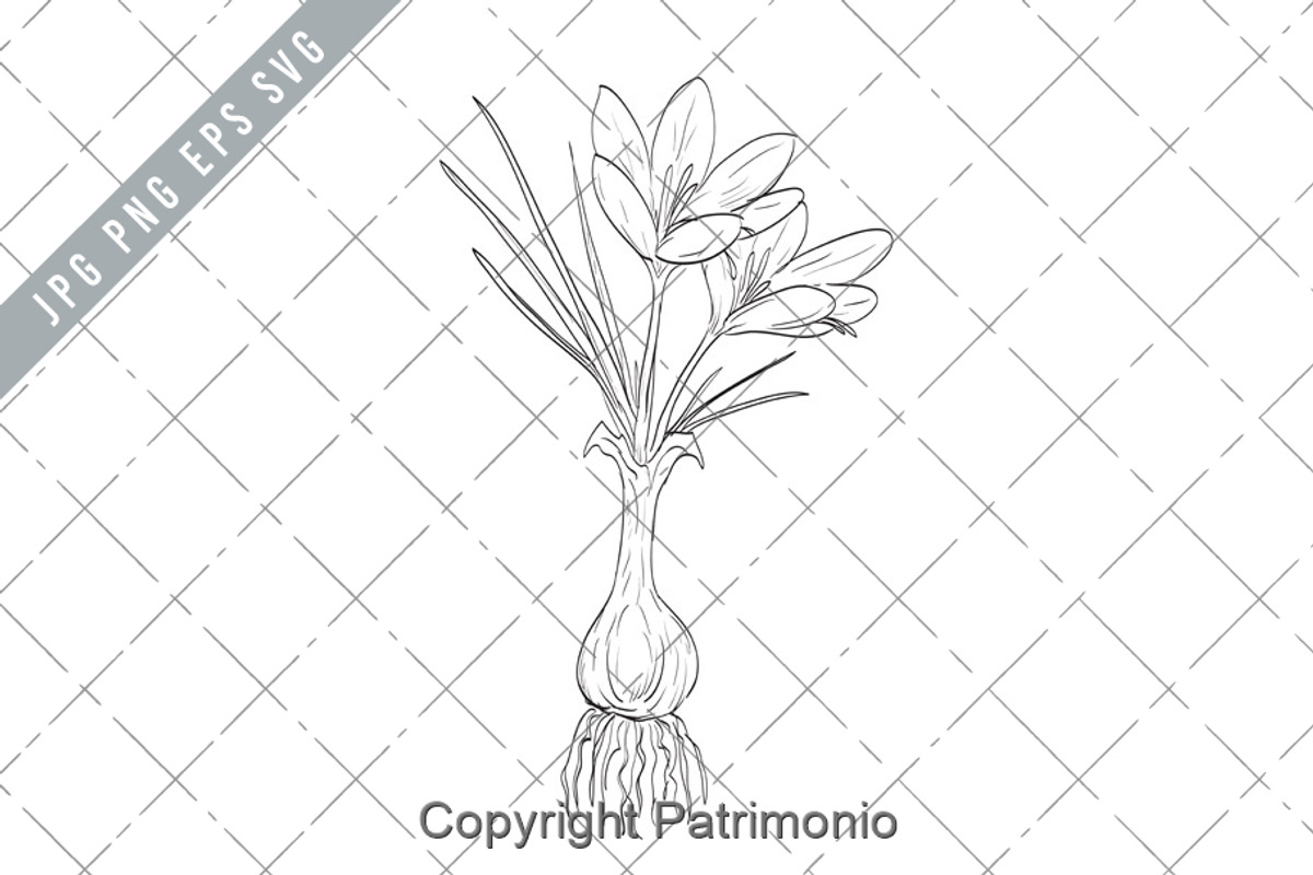 Crocus Sativus or Saffron Drawing, an Illustration by patrimonio