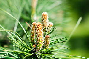 Young Pine Shoots Growing on Green Branch in Spring, a Nature Photo by vimart