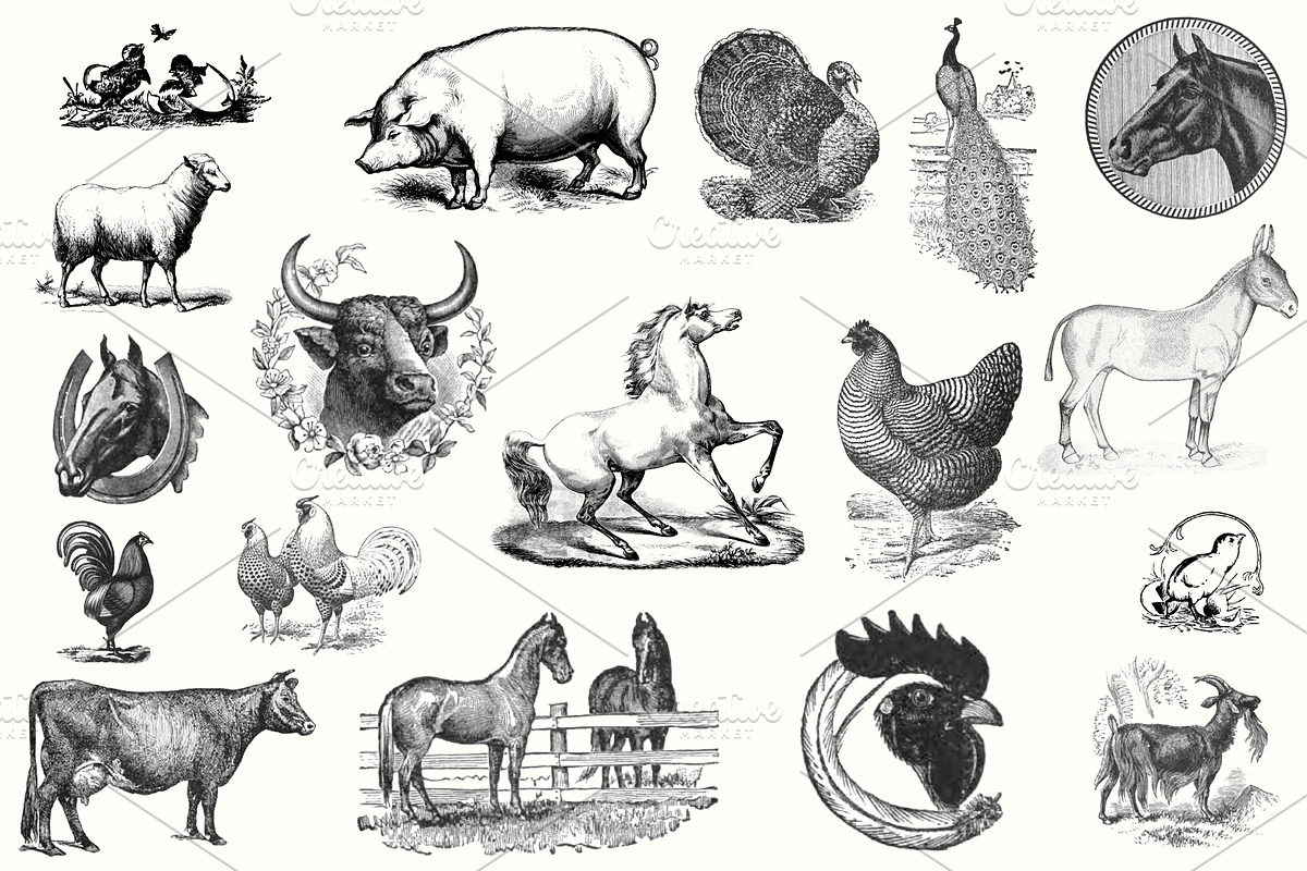Electrotype Stock Cuts, an Animal Illustration by Blue Line Design (Photo 3 of 19)