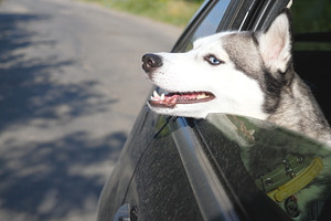 Close up of beautiful siberian husky featuring adventure, animal, and auto