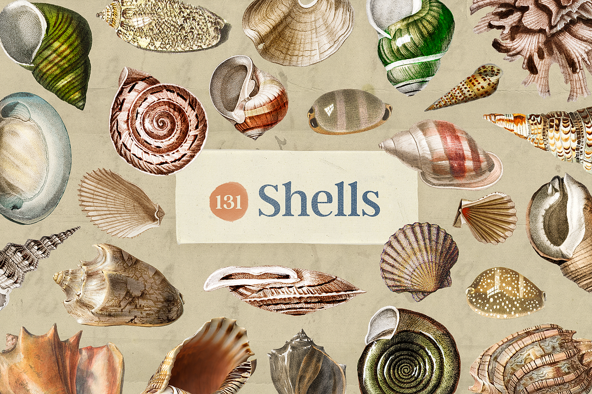 Oceanic Archive Sea Elements Bundle, an Object Graphic by The Ephemera Mercadito (Photo 2 of 6)