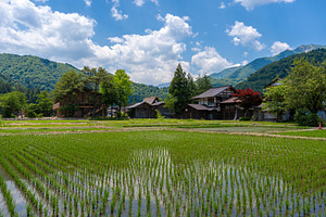 Traditional rice fields and gassho houses in Shirakawa-go villag, a Nature Photo by GoodGoods