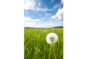 Dandelion in a vast green field, a Nature Photo by Lermont51
