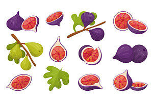 Fig fruits. Cartoon fruit on branch, a Food Illustration by Valerie Bodnar