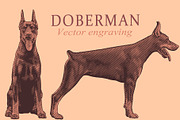 Design set Doberman.Vector engraving, an Animal Illustration by Vector Engraving (Thumbnail 1 of 2)