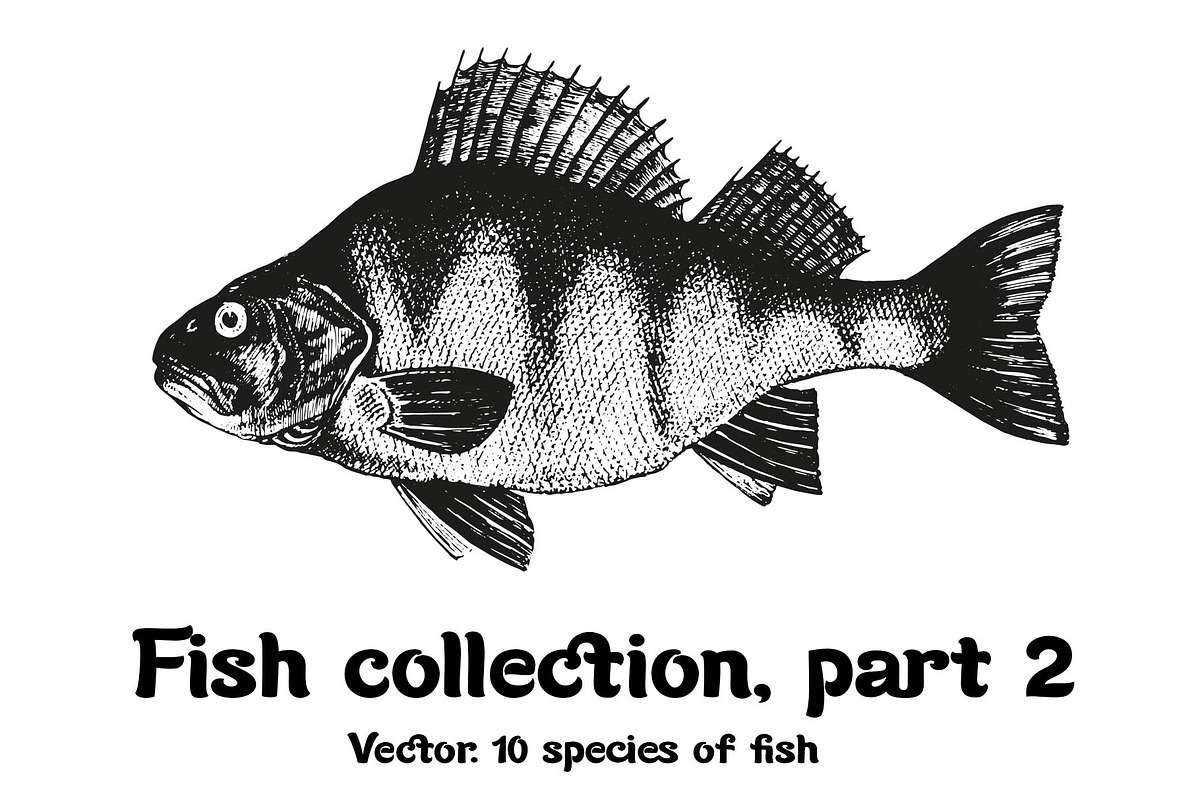 Fish collection, part 2, a Food Illustration by ZotovShop (Photo 1 of 11)