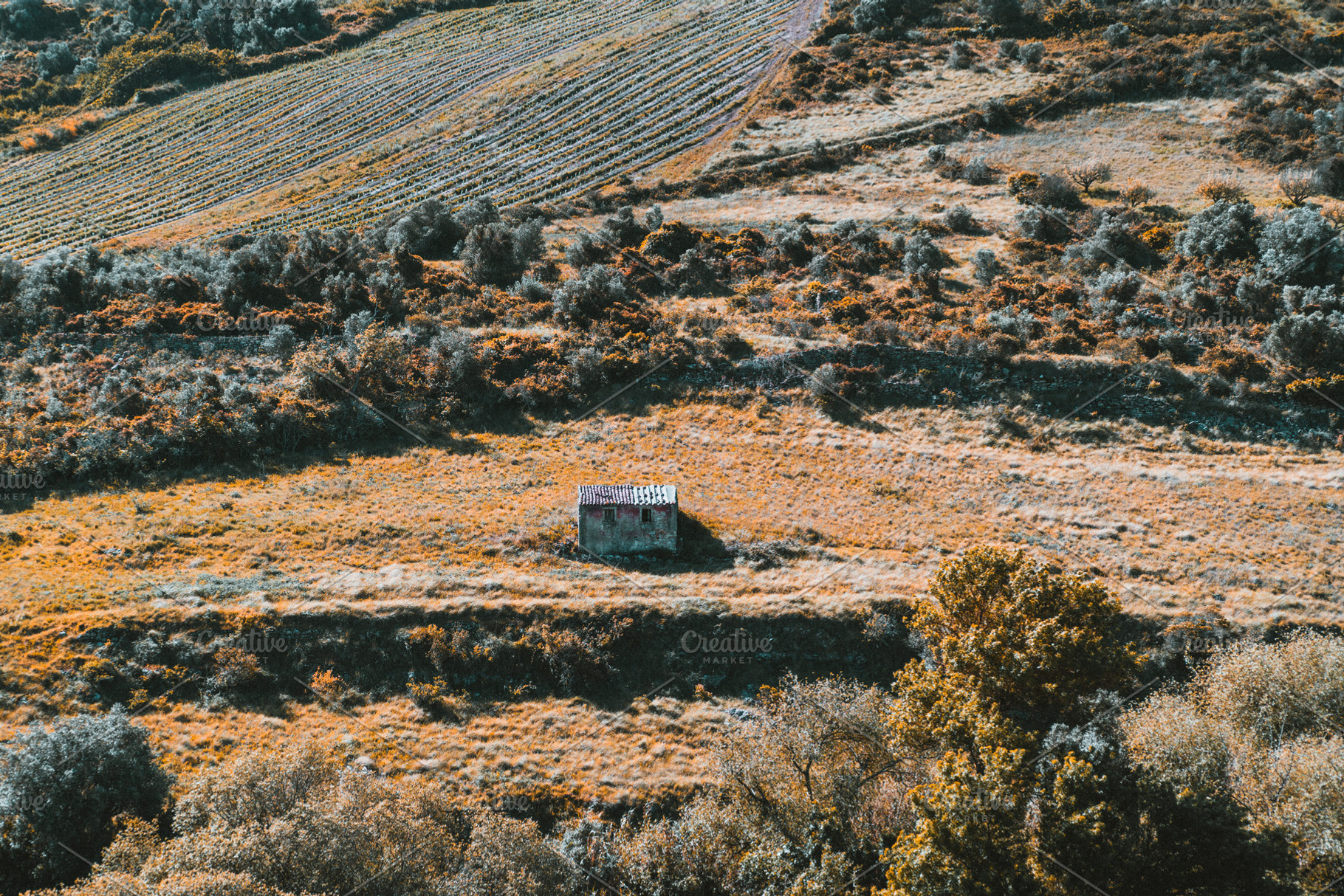Isolated hut in golden rural field, an Architecture Photo by SkyNext