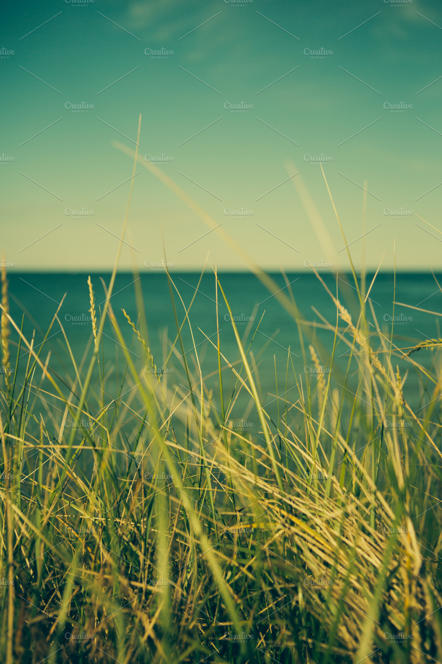 Ocean side featuring tall grass, green, and ocean