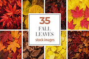 Fall Leaves Background Bundle, a Background Photo by Selenique Studio (Thumbnail 1 of 7)