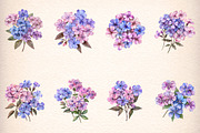 watercolor phlox cluster flowers, an Illustration by GatewayDesign (Thumbnail 4 of 9)