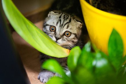 Cat little kitten in green garden