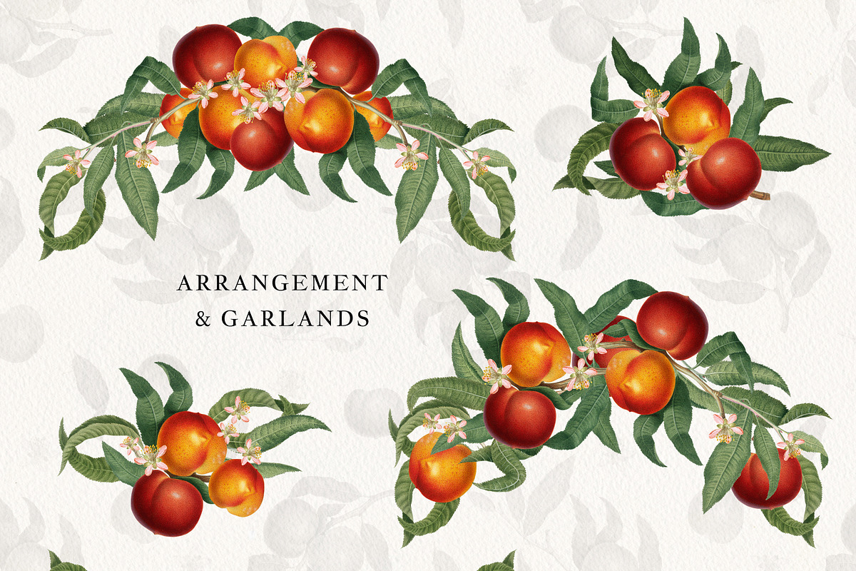 Vintage Peach Graphic Collection #01, a Decorative Illustration by Olga Begak Art & Design (Photo 3 of 9)