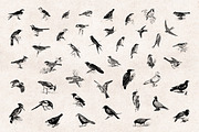 Birds Engravings Set, an Object Graphic by Graphic Goods (Thumbnail 2 of 6)