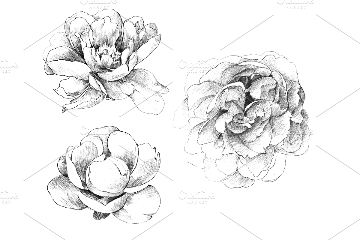 Hand Sketched Peonies, an Object Graphic by VictoriaKStudio (Photo 2 of 9)