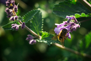 The Morning Bee