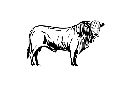 Romagnola Bull Side Retro Mascot