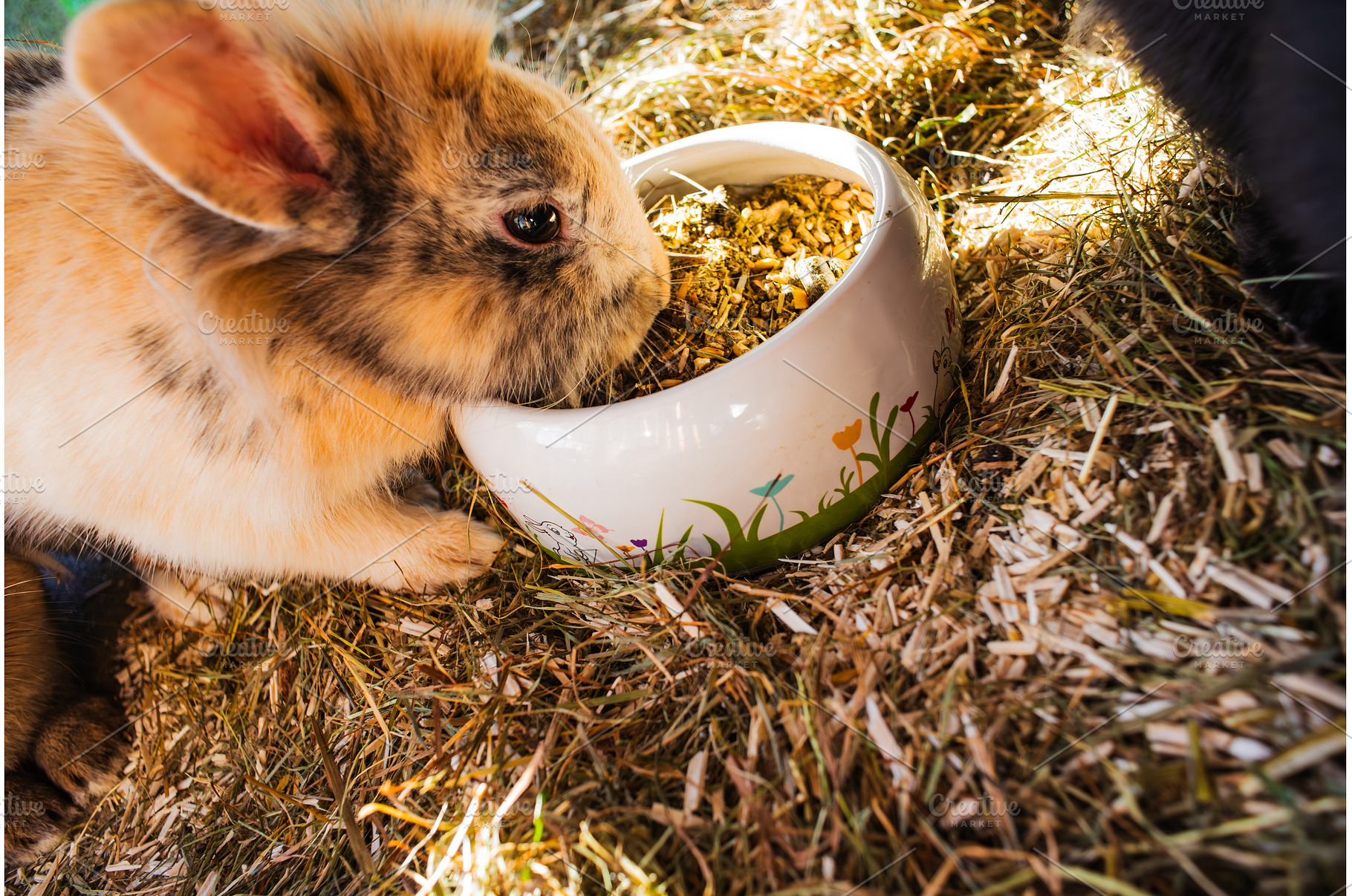 Cute bunny eating from bowl, an Animal Photo by MadPhotos