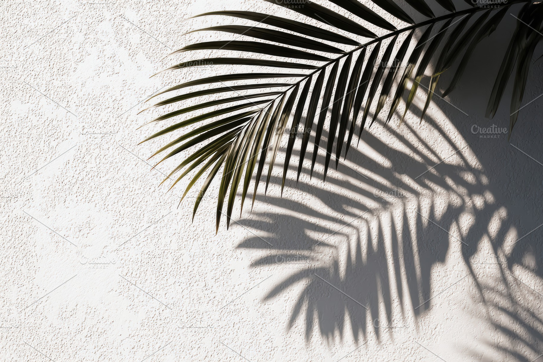 Shadow of Palm Leaf on White Wall, a Nature Photo by Virgo Studio