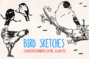 Bird Sketches 16 Hand Drawn Vectors, an Animal Illustration by Violet LeBeaux (Thumbnail 2 of 3)