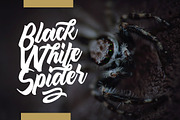 Maghody Script Business Font, a Script Font by Creatype Studio (Thumbnail 5 of 12)