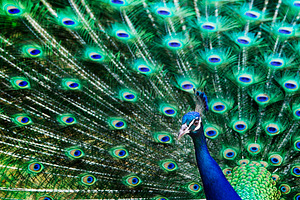 Peacock Animal Portrait, an Animal Photo by kristiangallagher