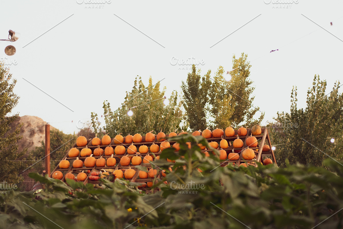 Fall Pumpkin Stock Bundle, a Holiday Photo by r.r.palacios (Photo 13 of 15)