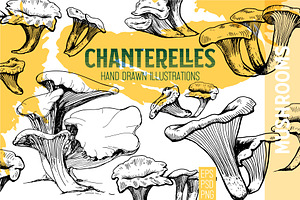 Chanterelles. Mushroom collection